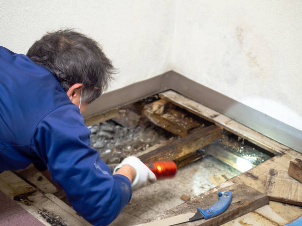 Best Office Mold Removal Services  in Centerfield, UT