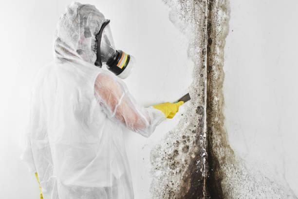 Best Black Mold Removal  in Centerfield, UT
