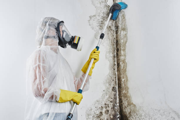 Best Same-Day Mold Removal  in Centerfield, UT