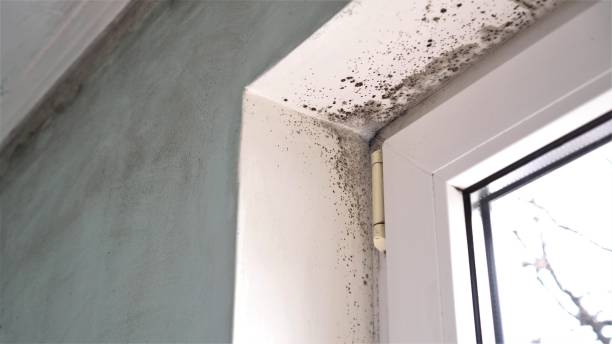 Best Mold Cleaning Services  in Centerfield, UT