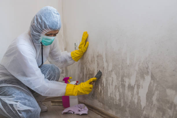 Best Commercial Mold Removal  in Centerfield, UT