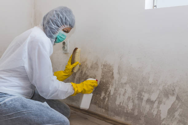 Mold Testing and Removal in Centerfield, UT