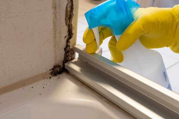 Best Attic Mold Removal  in Centerfield, UT