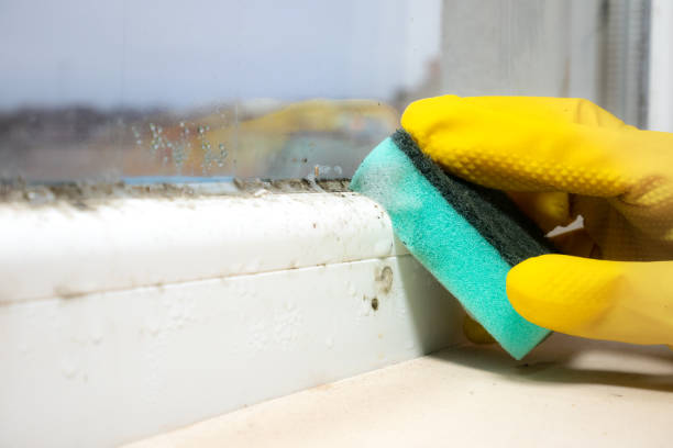 Best Attic Mold Removal  in Centerfield, UT