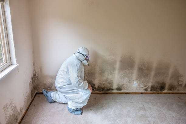 Best Fast Mold Removal  in Centerfield, UT