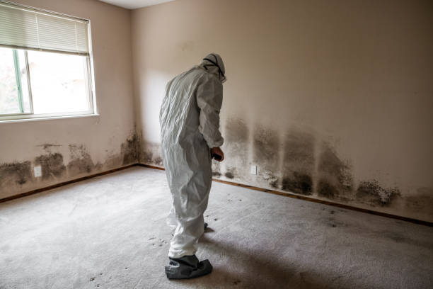 Best Mold Removal Company Near Me  in Centerfield, UT