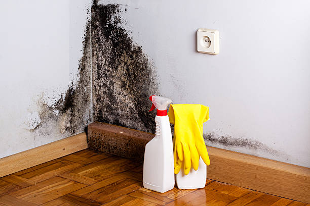 Best Attic Mold Removal  in Centerfield, UT