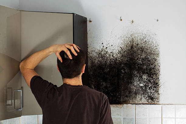 Best Mold Cleaning Services  in Centerfield, UT