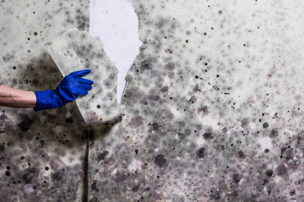 Best Fast Mold Removal  in Centerfield, UT